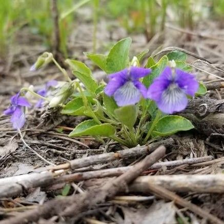 Viola adunca പുഷ്പം