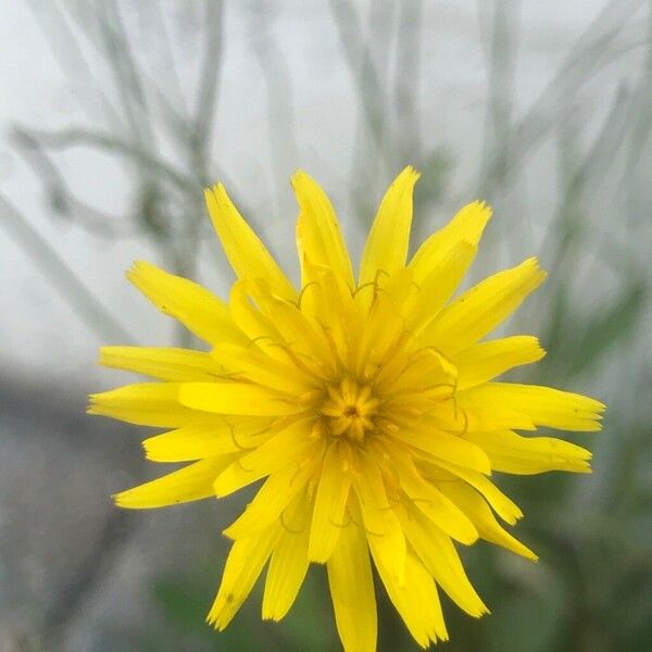 Reichardia picroides Flower