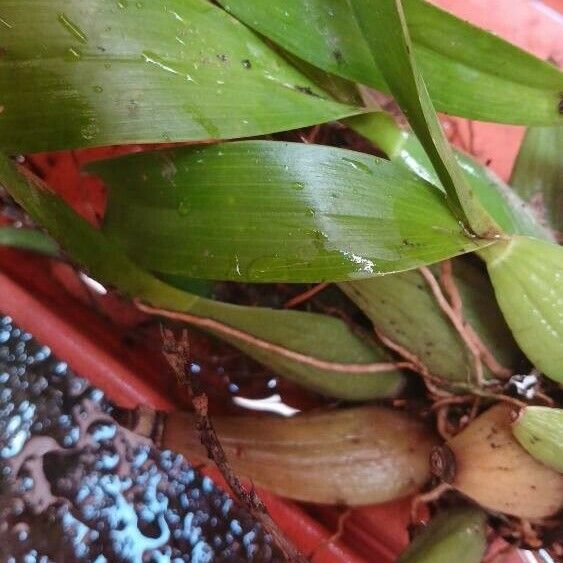 Prosthechea fragrans Liść