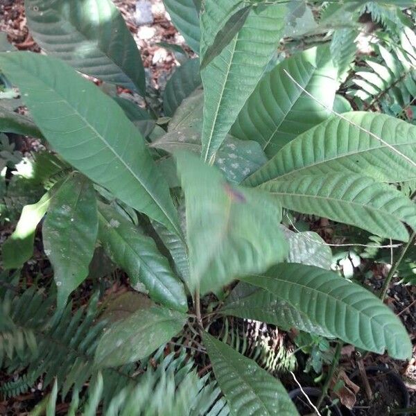 Pouteria sapota Leaf