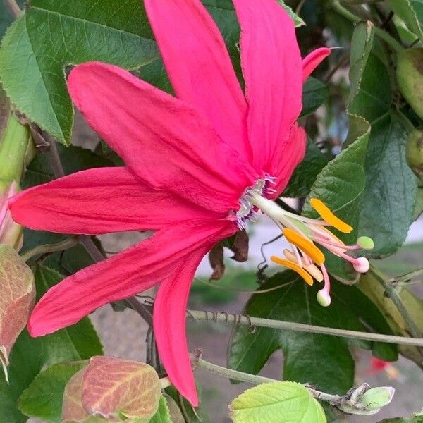 Passiflora manicata Fiore