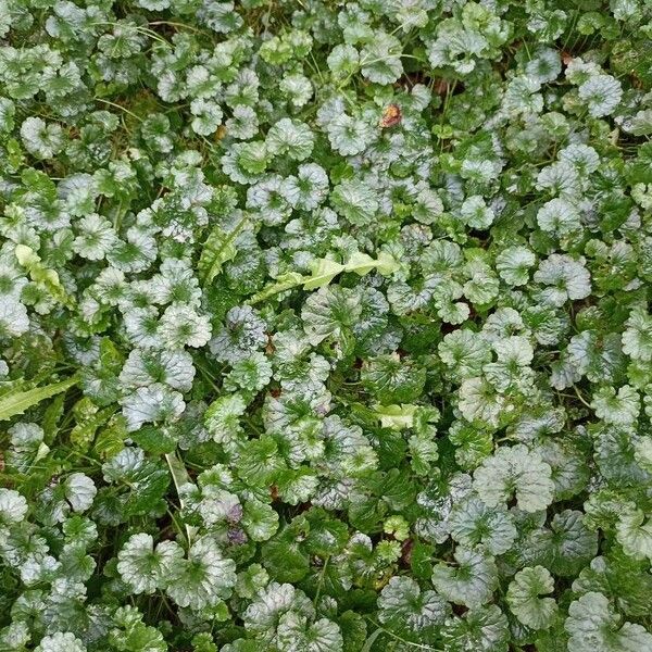 Hydrocotyle sibthorpioides Leaf