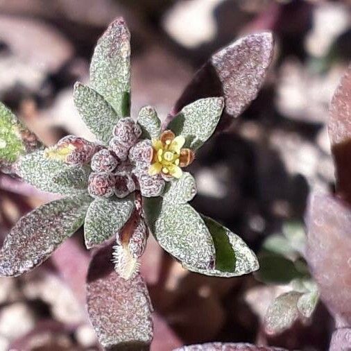 Alyssum simplex Folha