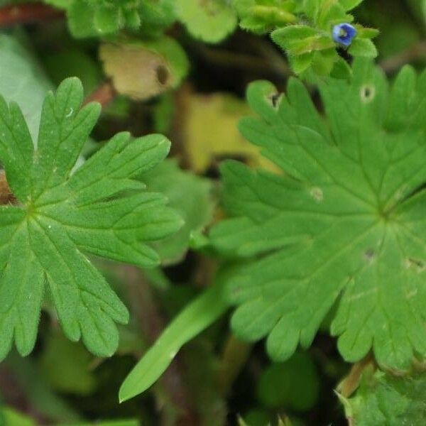 Geranium molle 叶