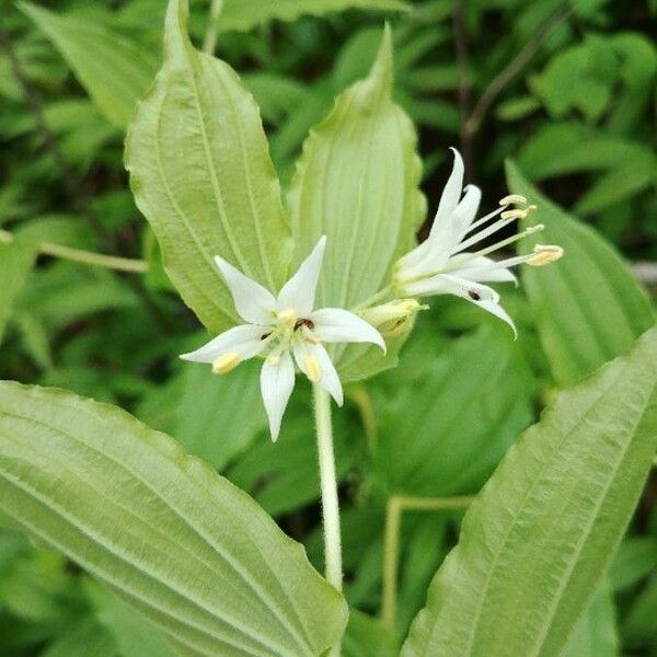 Prosartes hookeri Цвят