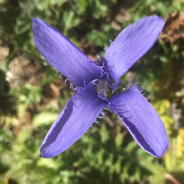 Gentianopsis ciliata Žiedas