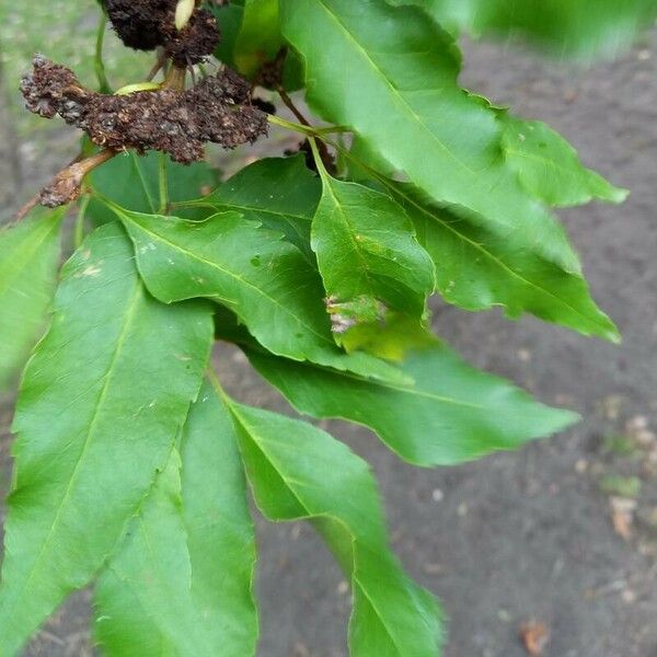 Fraxinus ornus 葉