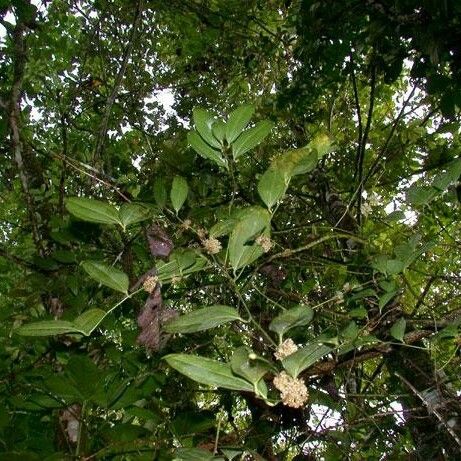 Smilax domingensis Tervik taim