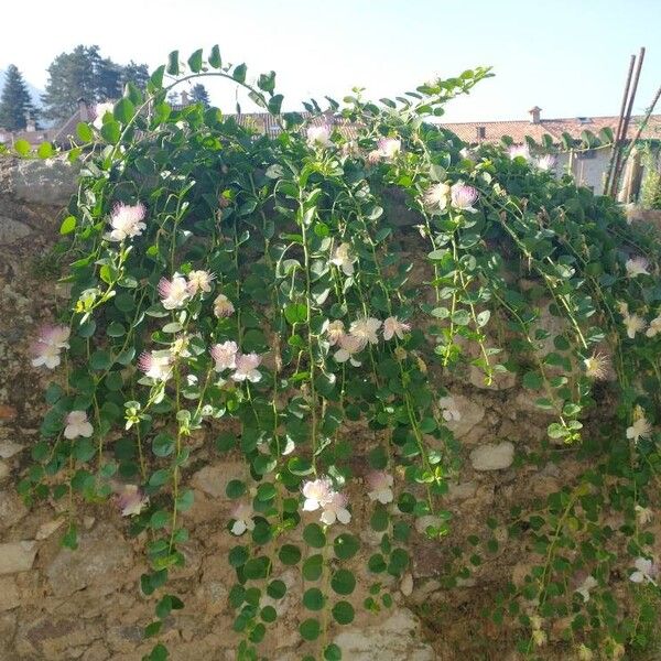 Capparis spinosa Žiedas