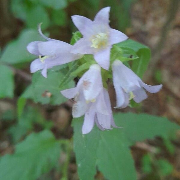 Campanula trachelium പുഷ്പം