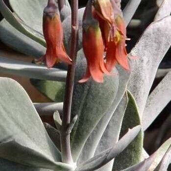 Cotyledon barbeyi Blomma