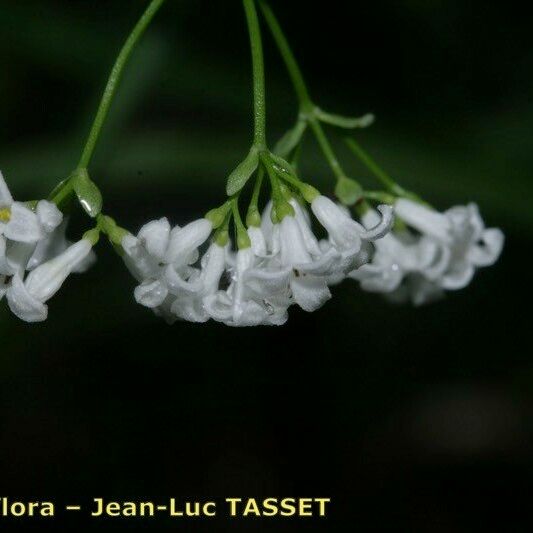 Asperula tinctoria 花