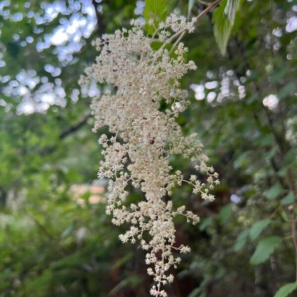 Holodiscus discolor Květ