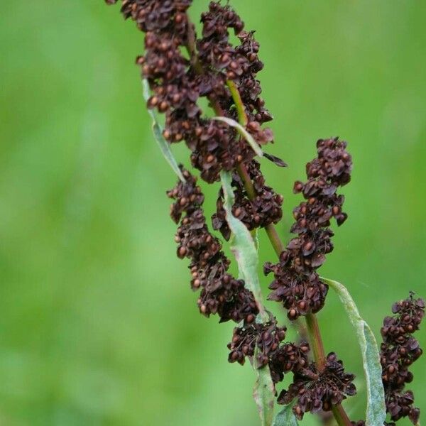 Rumex crispus Other