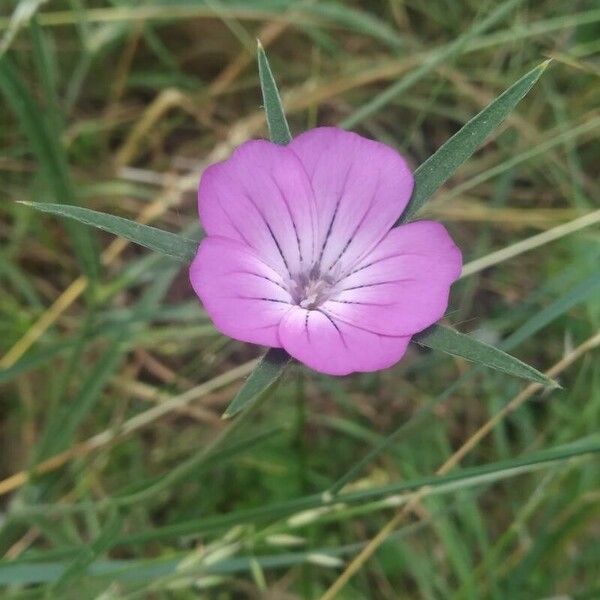 Agrostemma githago Fiore