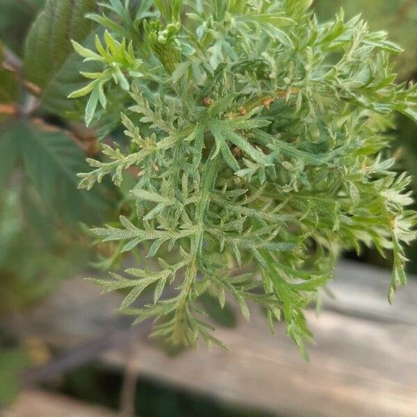 Artemisia annua List