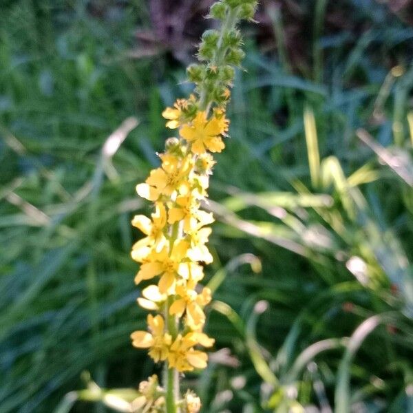 Agrimonia eupatoria Λουλούδι