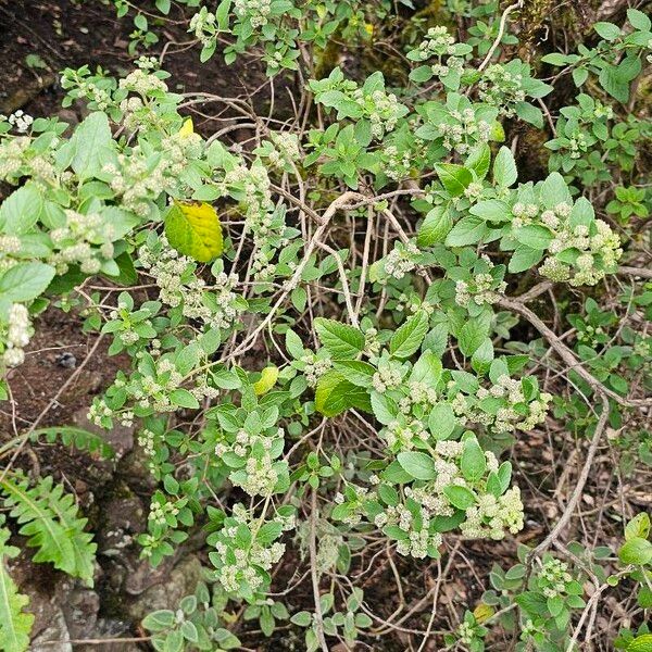 Bystropogon canariensis Habit