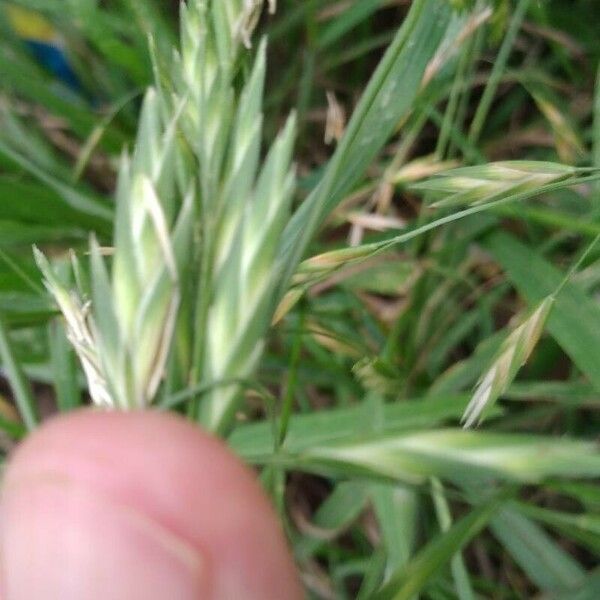 Bromus catharticus Fiore