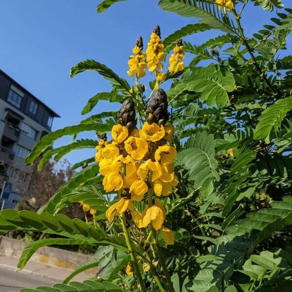 Senna didymobotrya Flower