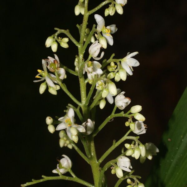 Xiphidium caeruleum Flower