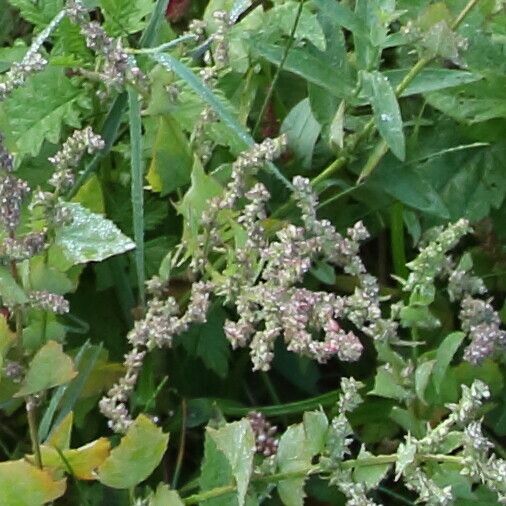 Atriplex prostrata Flower