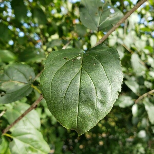 Rhamnus cathartica Leaf