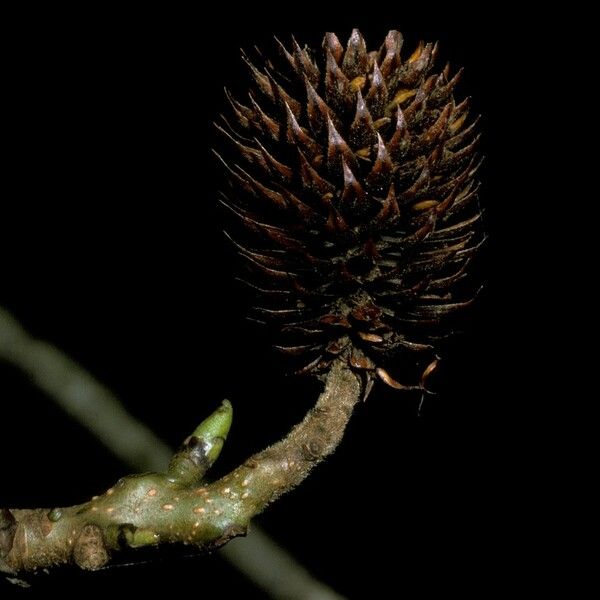 Platycarya strobilacea Frukt