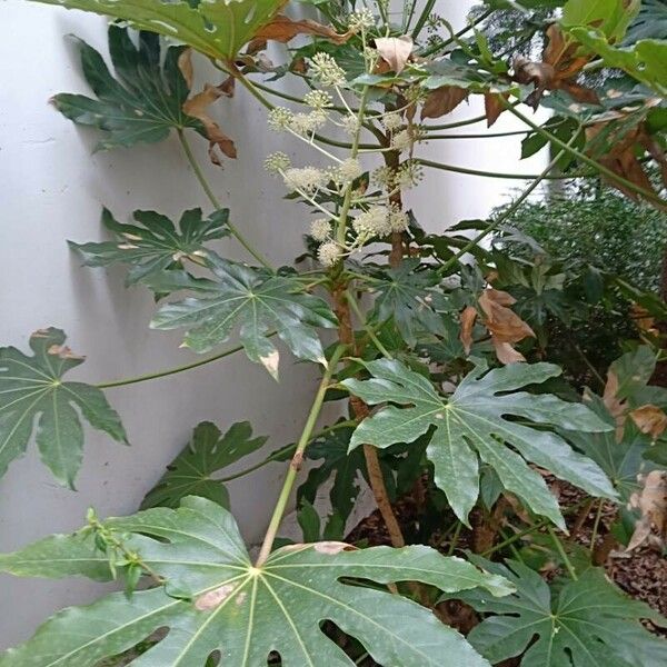 Fatsia japonica Cvet