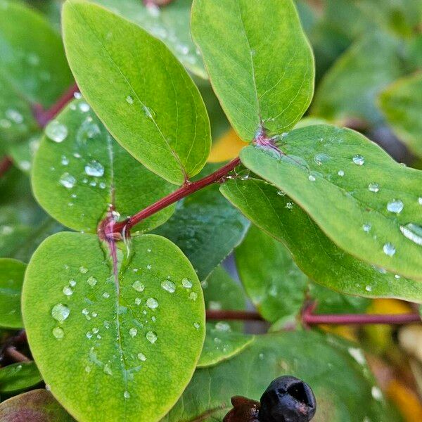 Hypericum × inodorum ᱥᱟᱠᱟᱢ