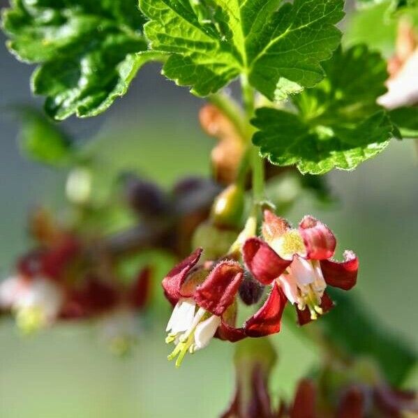 Ribes uva-crispa Fleur