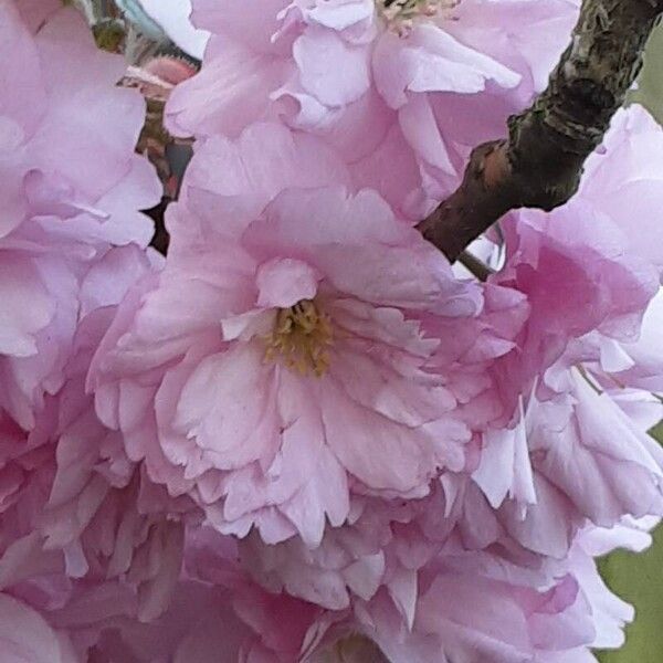 Prunus serrulata Flower