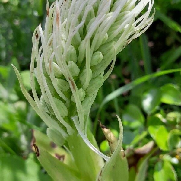 Himantoglossum hircinum Květ