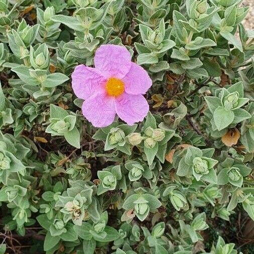 Cistus albidus Flower