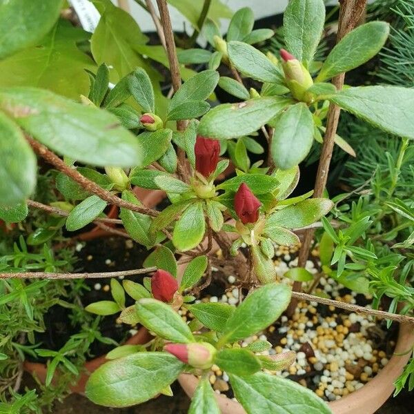 Rhododendron calendulaceum ᱛᱟᱦᱮᱸ