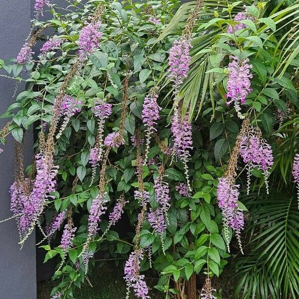 Buddleja lindleyana Flor