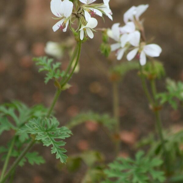 Pelargonium multicaule
