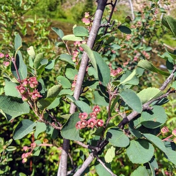 Amelanchier utahensis Frucht