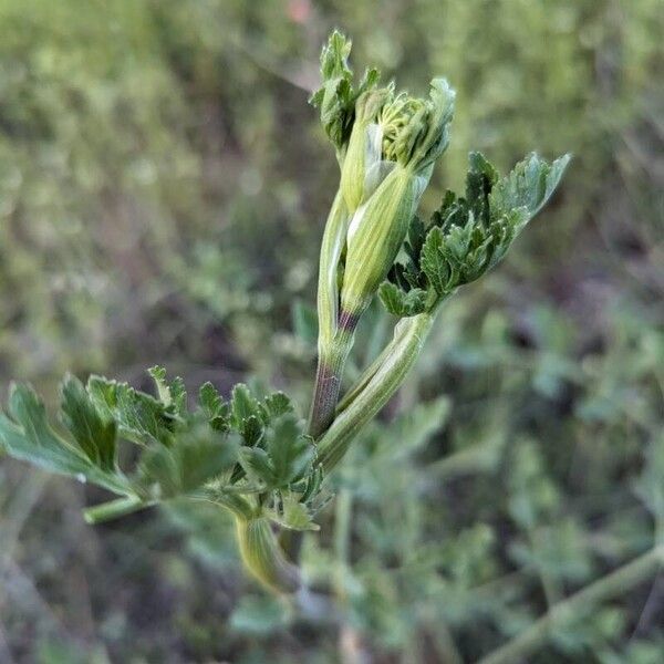 Polytaenia texana 整株植物