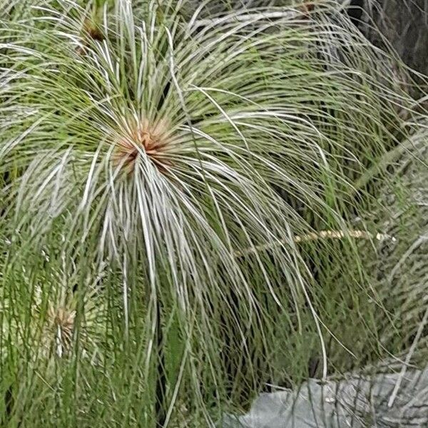 Cyperus papyrus Blad