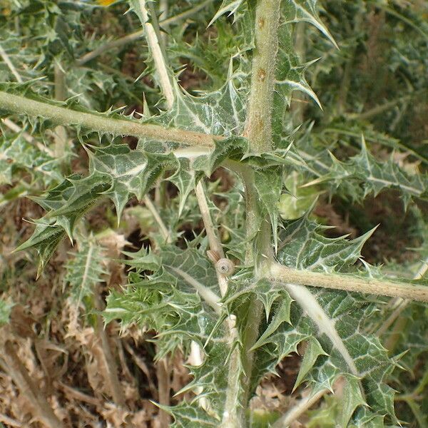 Scolymus hispanicus Hoja