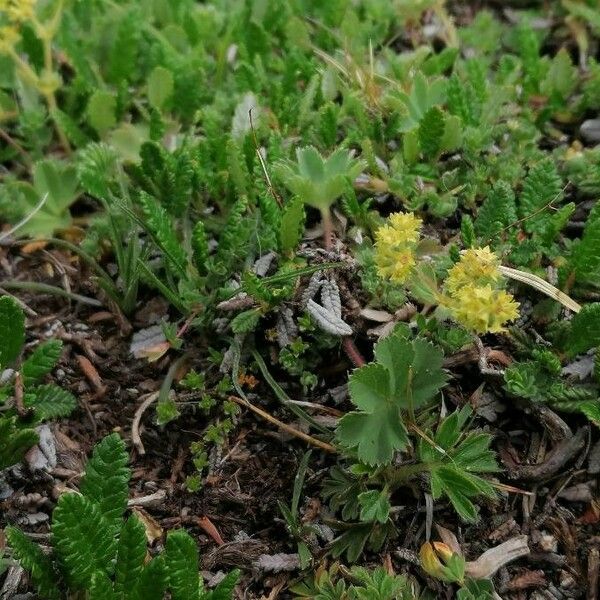 Alchemilla fissa 整株植物