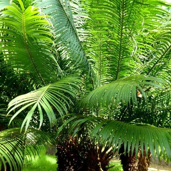 Cycas circinalis Leaf