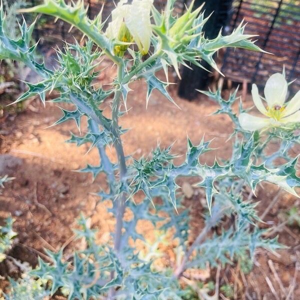 Argemone ochroleuca Leaf