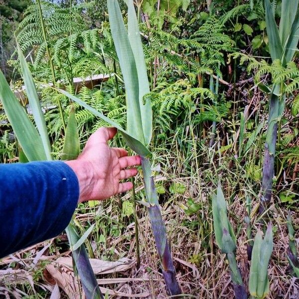 Arundo donax Leaf