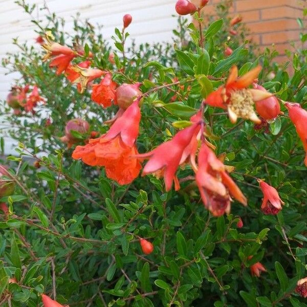 Punica granatum Flower