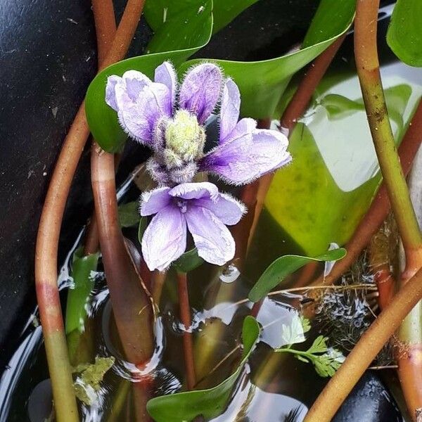 Pontederia azurea Flor