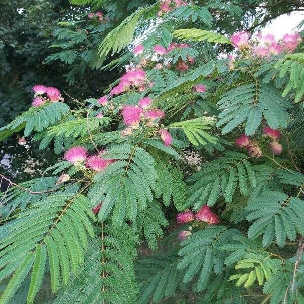 Albizia julibrissin 花