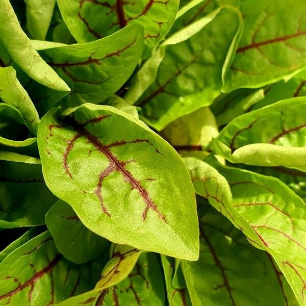 Rumex sanguineus Lapas