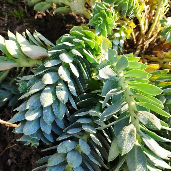 Euphorbia myrsinites Leaf